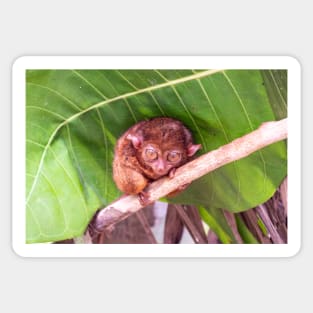 Tarsier, Bohol, Philippines Sticker